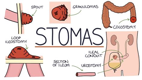 stomia meaning.
